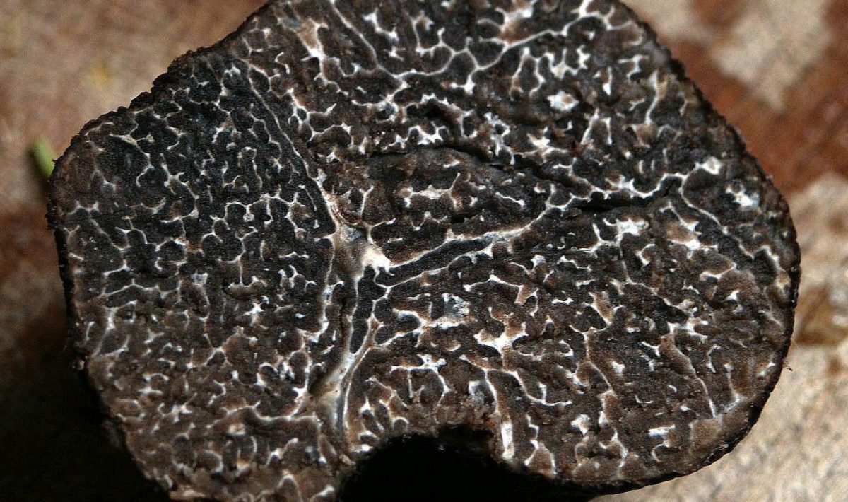 Comment conserver une truffe noire ?