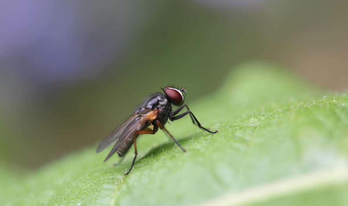 Insectes à la maison, prenez toutes les dispositions nécessaires !